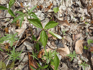 Photo By: Julie Lundgren. Photo taken: Monroe County, NY on 5 May 2019